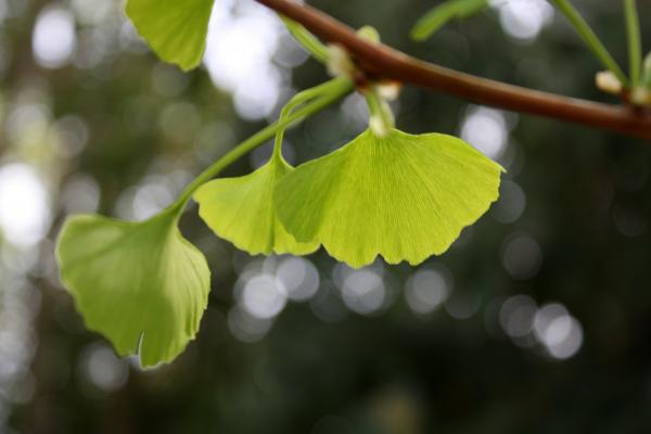 イチョウの緑葉/癒し憩い画像データベース