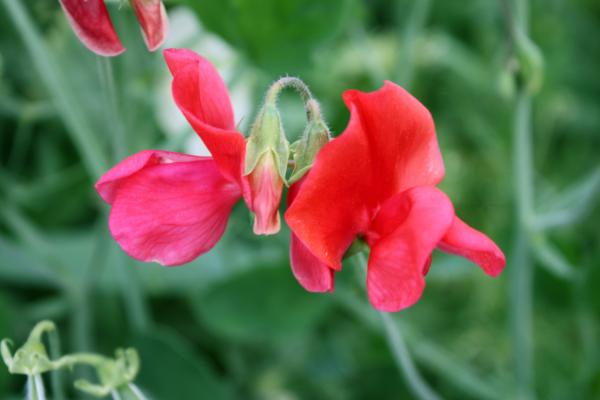 庭に咲いた赤いスイートピー/癒し憩い画像データベース
