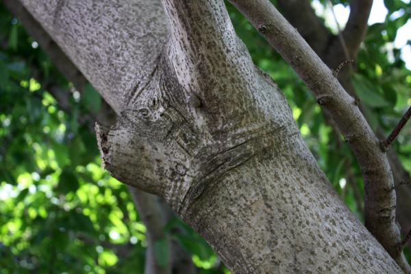 シナアブラギリの木肌