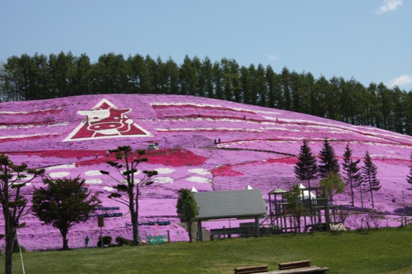 藻琴山芝桜公園のシバザクラ