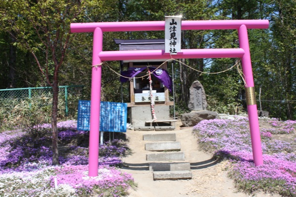 芝桜に囲まれる山津見神社