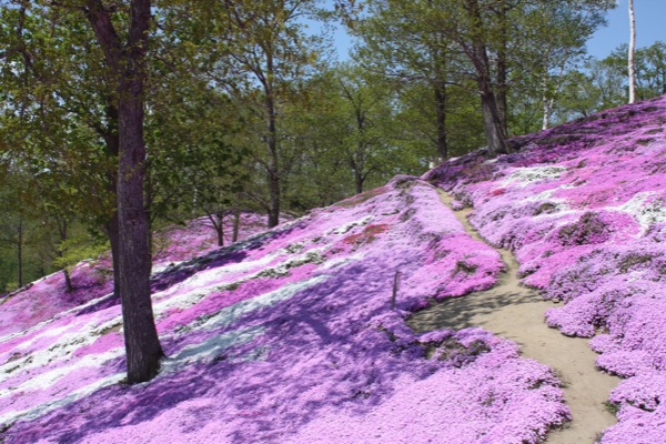 山斜面を覆う広大な芝桜と小径