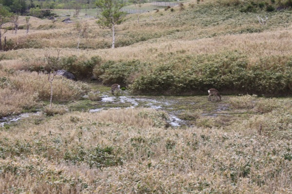 原野で草を食む2頭のエゾシカ/癒し憩い画像データベース