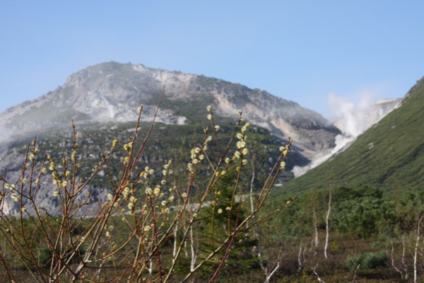 屈斜路湖畔の火山地帯とネコヤナギ