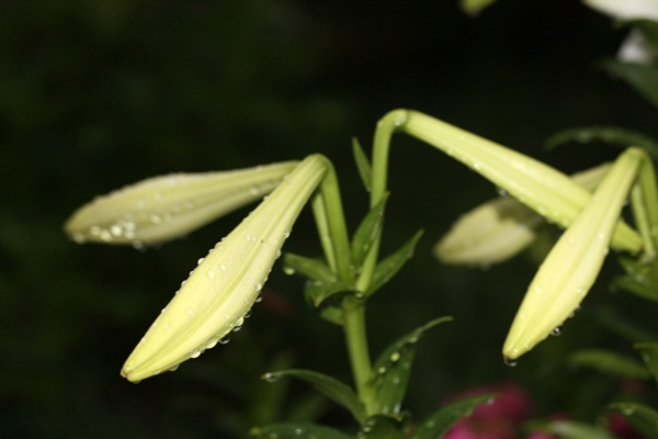 テッポウユリ 鉄砲百合 の蕾から花へ 癒し憩い画像データベース テーマ別おすすめ画像