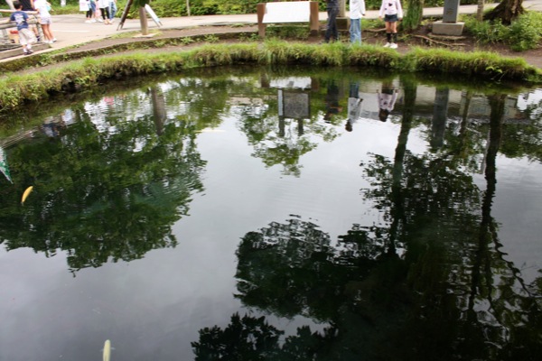 忍野八海「湧池」の水面に映る樹影