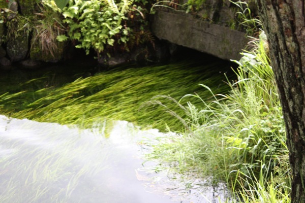 湧き水の水流と水草