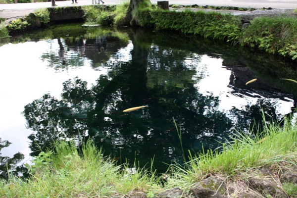 忍野八海「湧池」に映る樹影と鯉