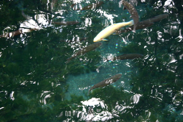 忍野八海「湧池」の鯉たち