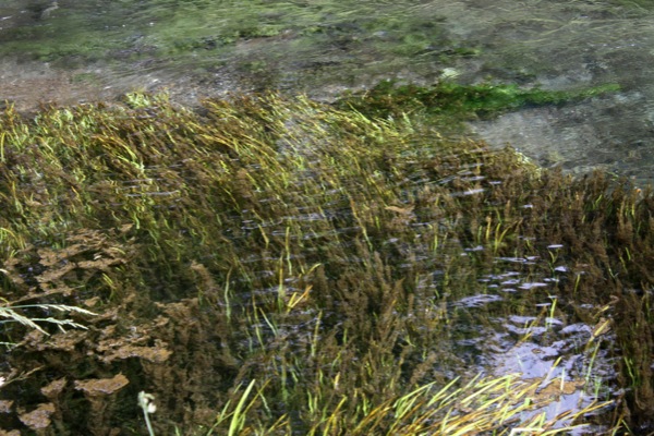 忍野八海「濁池」の揺れる水草
