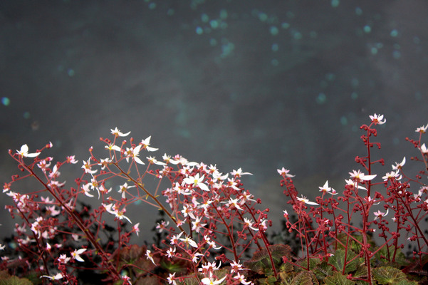 湧き水の池縁に咲くユキノシタ