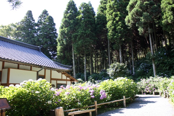 千光寺の本堂と杉林とアジサイ