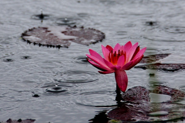 雨粒と水辺の花 癒し憩い画像データベース