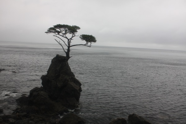 佐渡の海岸に見られた奇岩と松の木