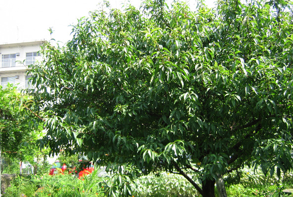夏のハナモモの木/癒し憩い画像データベース