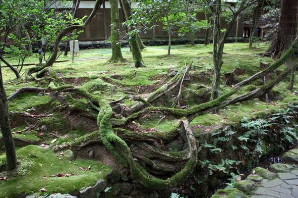 名勝・那谷寺庫裏庭園の苔むす木の根