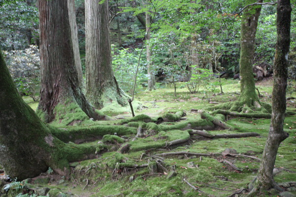 越前・那谷寺の苔むす木の根
