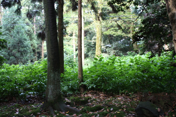 越前・瀧谷寺の参道脇の自然林と根元の植樹