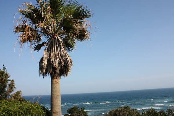 岬（埼）の海と椰子の木