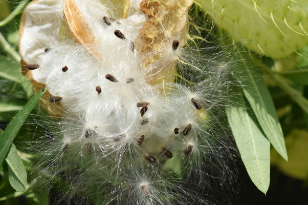フウセントウワタの種子と綿毛