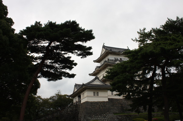 松と小田原城の天守閣