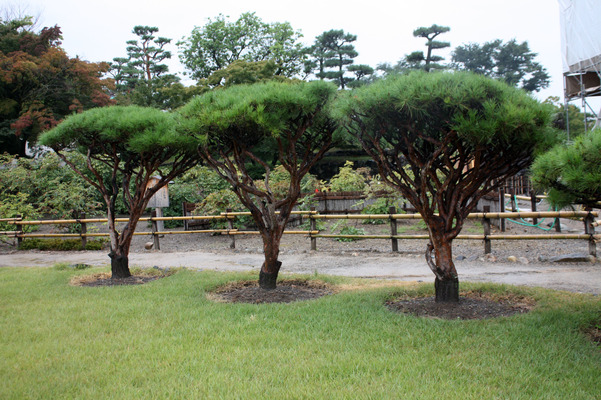 松本城の本丸跡に生える松