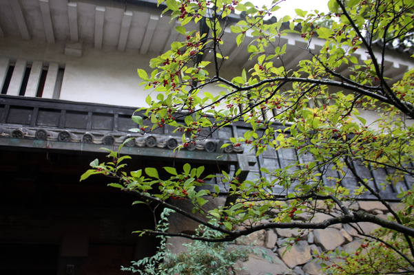 松本城の黒門傍のウメモドキ