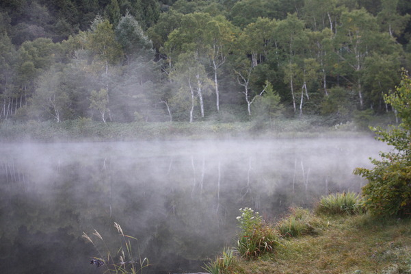早朝の池面から湧き上がる霧とかすむ白樺