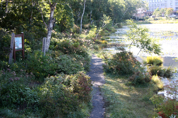 志賀高原「蓮池」の朝日を浴びる池畔景色