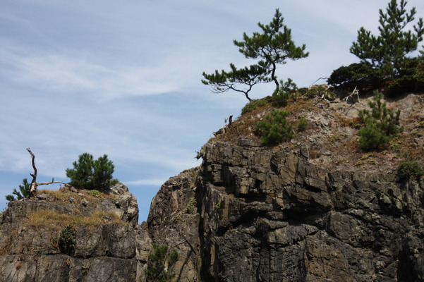 長門・青海島の海岸、「中の浦」の奇岩「象の鼻」の上に生える松