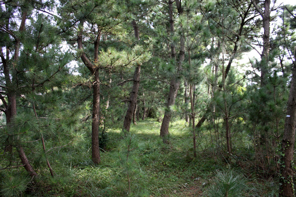 青海島「波の橋立」の道に生える松林