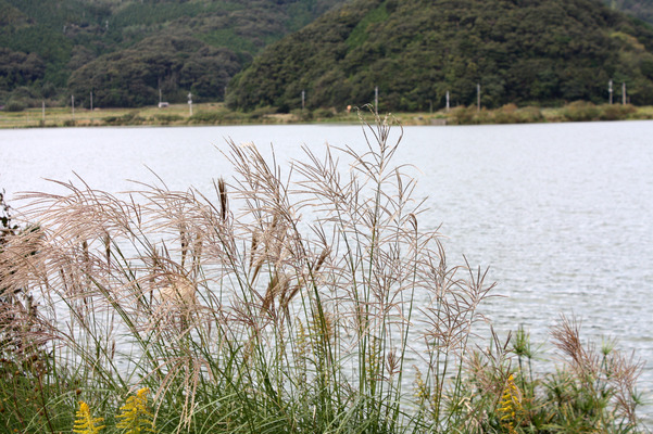 青海湖とススキ