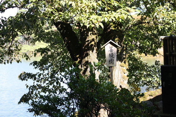 兼六園の「内橋亭」横の菩提樹
