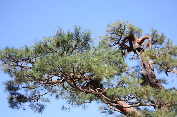 青空と赤松の古木