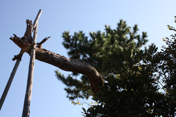 能登 気多大社 の神木 タブの木 癒し憩い画像データベース