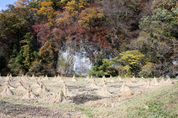 帝釈峡の岩壁、秋模様と田圃の稲束