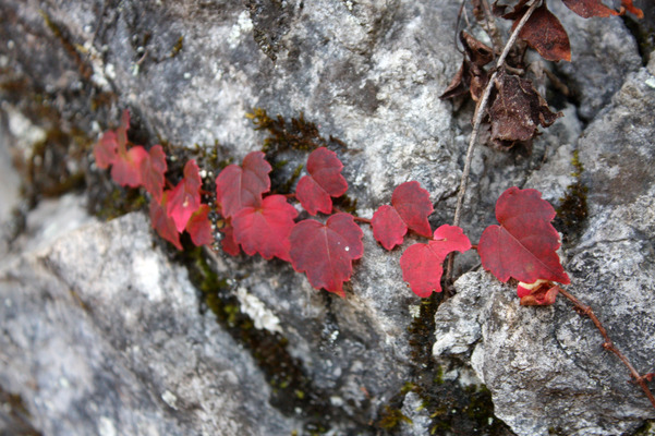 石垣を這うツタの紅葉