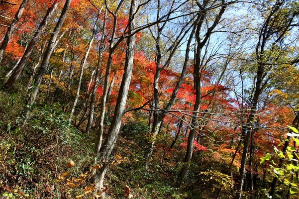 斜面の森木立と紅葉