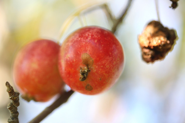 ヒメリンゴ/癒し憩い画像データベース
