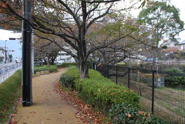 落葉した秋の桜並木/癒し憩い画像データベース
