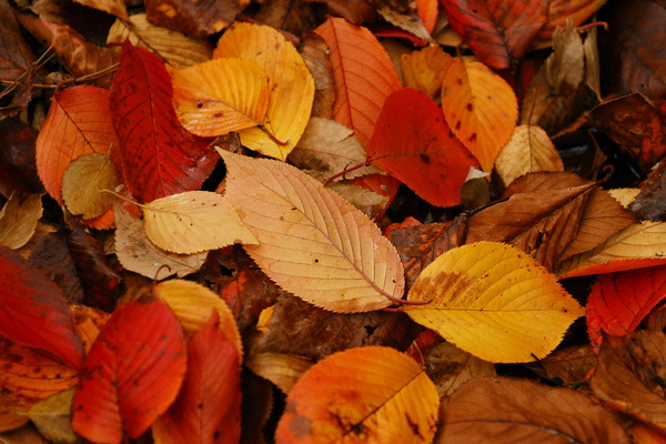 秋色落ち葉