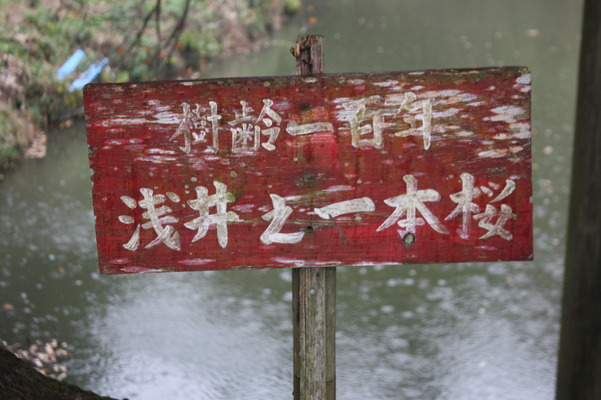 樹齢百年の「浅井の一本桜」標識