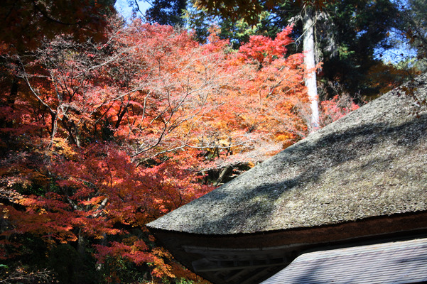 紅葉と寺の茅葺き屋根