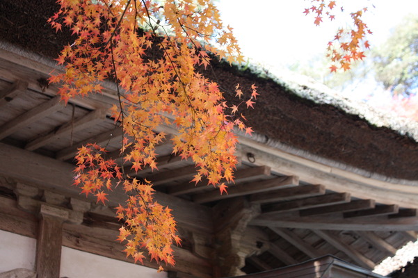 紅葉と寺の茅葺き屋根