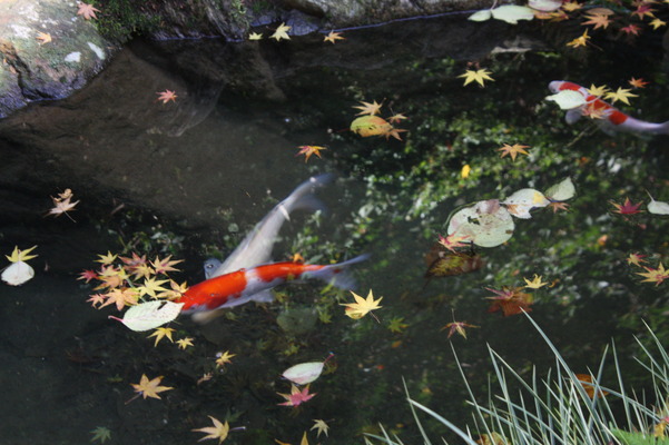 池の落葉と鯉