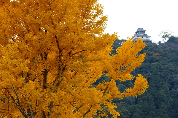 黄葉のイチョウと岩国城遠望/癒し憩い画像データベース