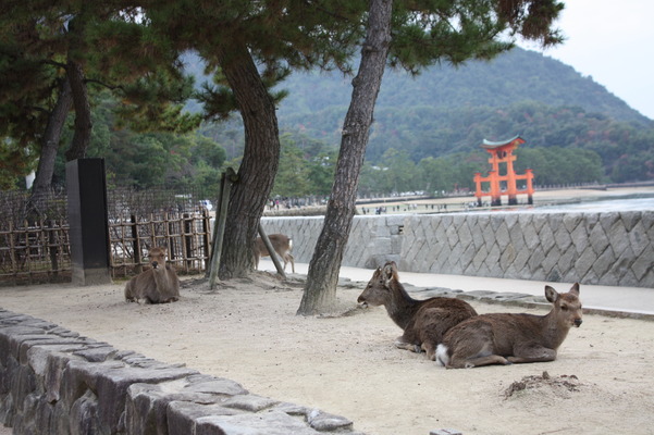 宮島・厳島神社の大鳥居と鹿/癒し憩い画像データベース