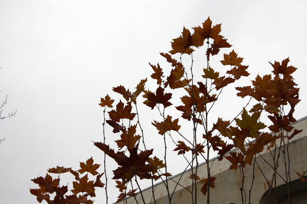 スズカケノキの枯れ葉/癒し憩い画像データベース