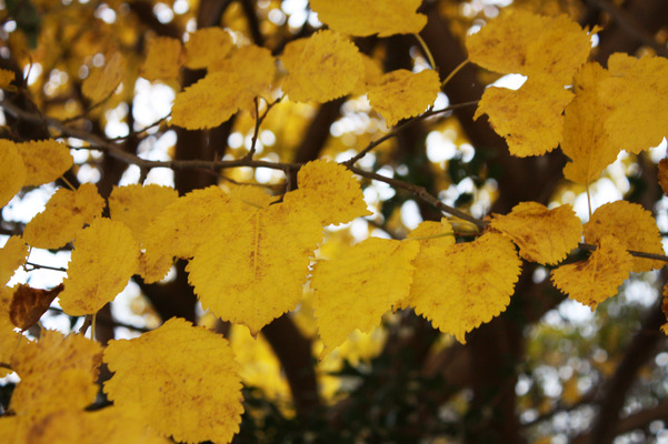 クワの黄葉/癒し憩い画像データベース