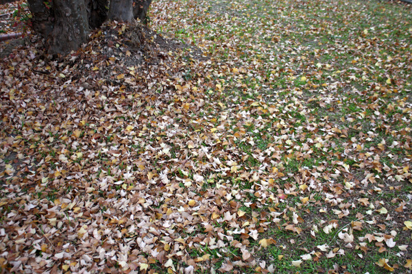 トウカエデの落葉の絨毯/癒し憩い画像データベース